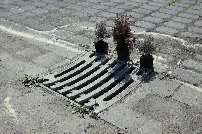 Drei vertrocknete Pflanzen stehen neben einem Gulli auf der Straße