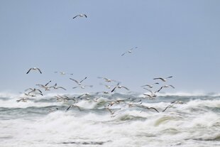 Wellen, meer Möwen und ein weiter Himmel