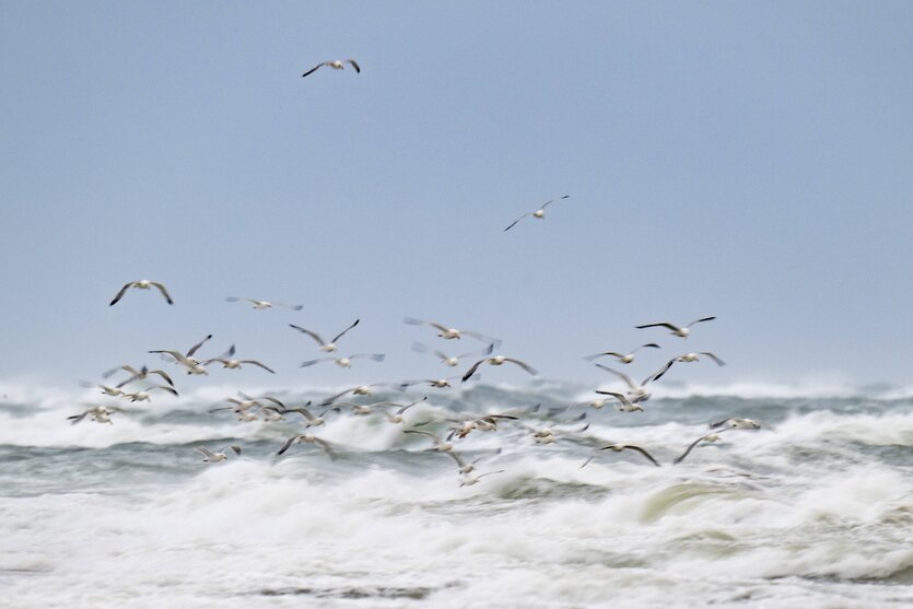 Wellen, meer Möwen und ein weiter Himmel