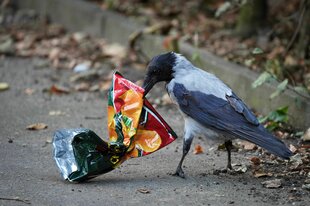 Krähe hält Chipstüte im Schnabel