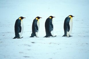 Vier Kaiserpinguine in einer Reihe