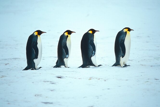 Vier Kaiserpinguine in einer Reihe