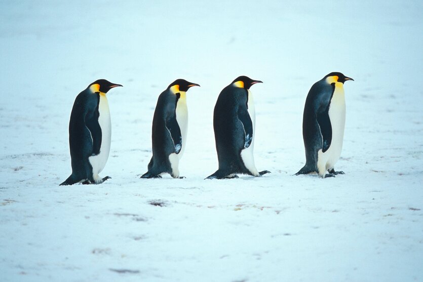 Vier Kaiserpinguine in einer Reihe
