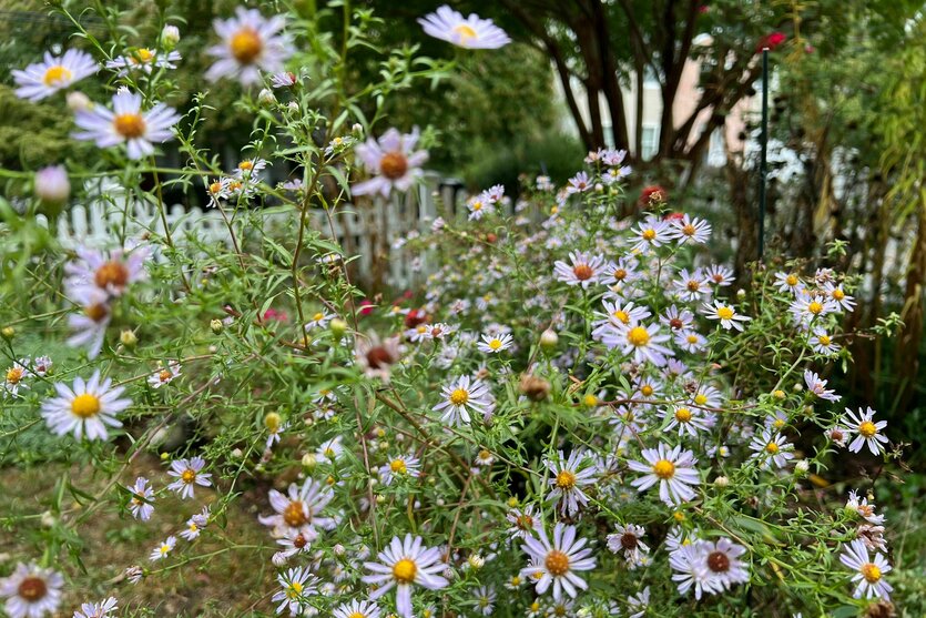 Wilde Astern in einem Garten