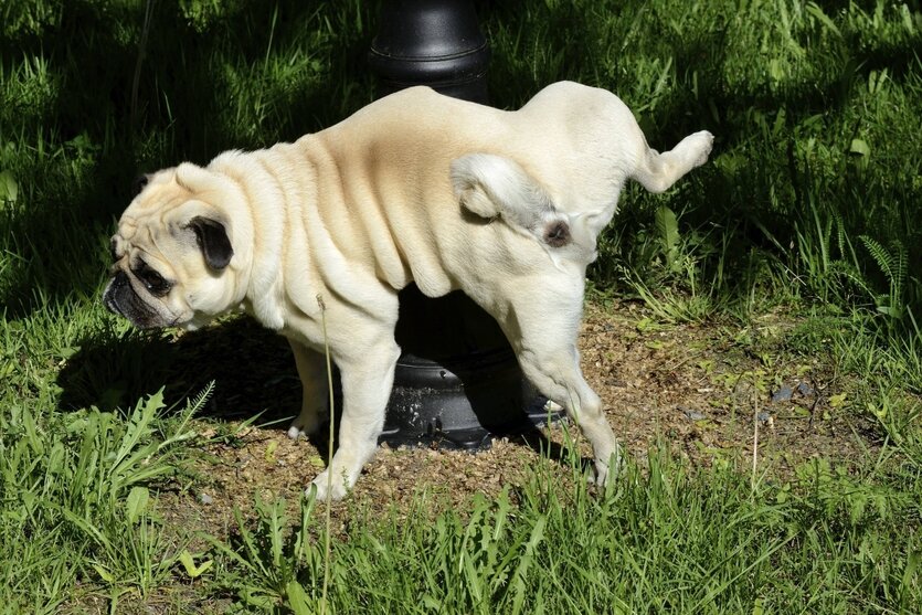 Ein Mops hebt sein Bein