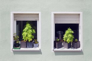 Zwie Cannabispflanzen auf Fensterbänken