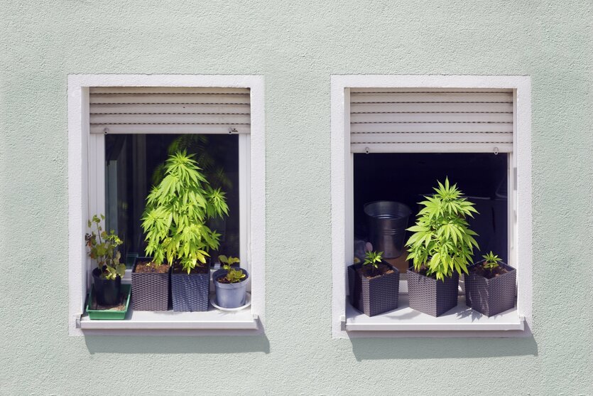 Zwie Cannabispflanzen auf Fensterbänken