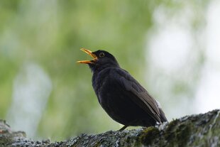 Eine Amsel singt