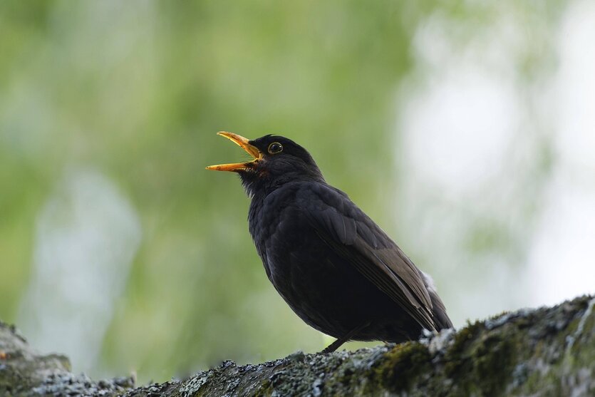Eine Amsel singt
