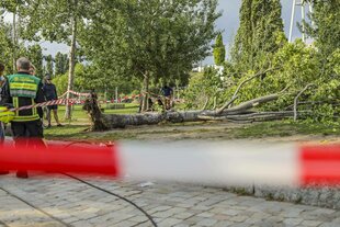 Umgestürzter Baum