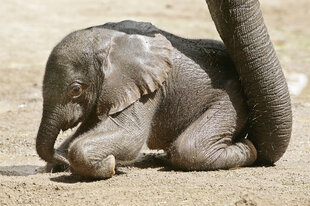 Elefantenjunges an Rüssel von Elefant