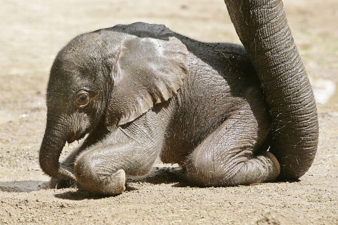 Elefantenjunges an Rüssel von Elefant