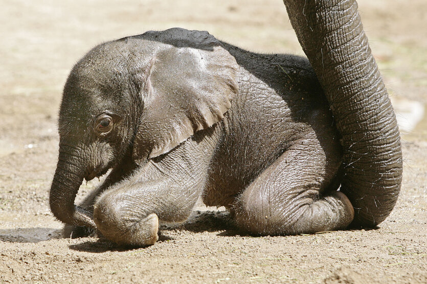Elefantenjunges an Rüssel von Elefant