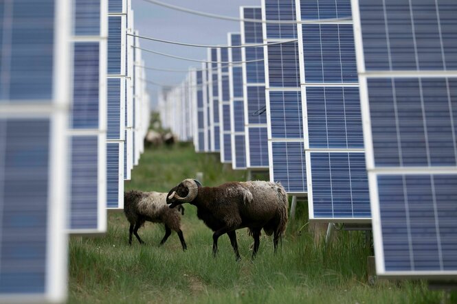 Tibetische Schafe grasen zwischen Solarpanelen in der westchinesischen Provinz Qinghai