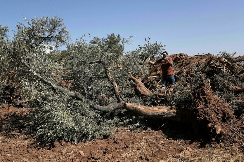 Der palästinensische Landwirt Kazem Al-Hajj Muhammad prüft die Olivenbäume, die nach einer Razzia des israelischen Militärs im Westjordanland entwurzelt wurden.