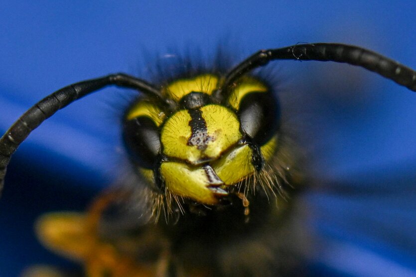 eine Wespe aus der Nähe fotografiert, nur der Kopf ist im Bildausschnitt