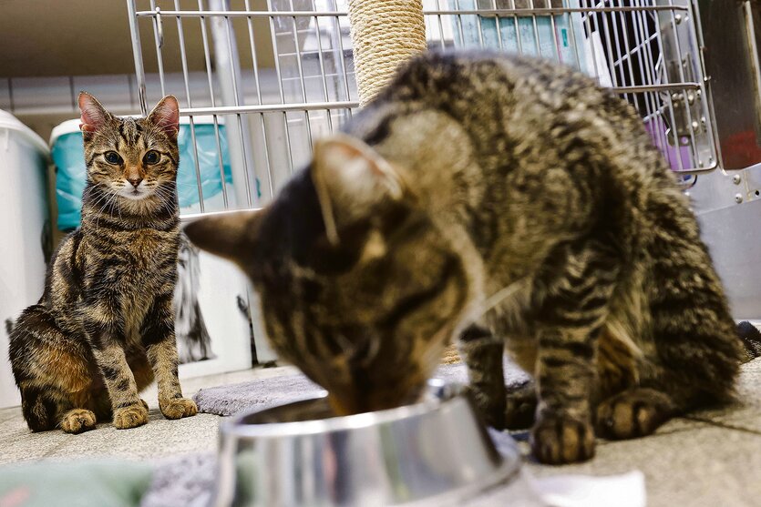 Zwei Katzen in einem Tierheim in Hamburg, eine isst aus einem Napf