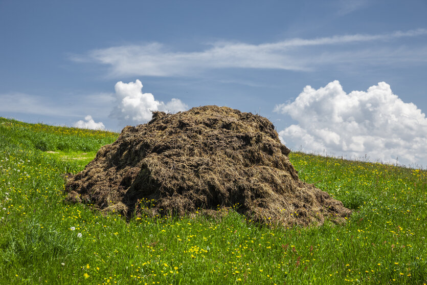 Misthaufen auf einer Bergwiese