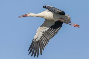 Ein fliegender Storch vor blauem Himmel