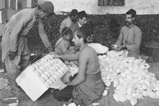 Orangenplantage in Jaffa: Früchte werden für den Transport verpackt, um 1915