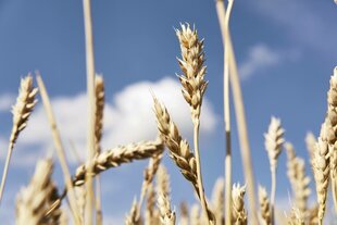 Goldene reife Weizenähren in Großaufnahme vor blauem Himmel