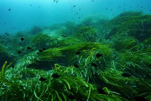Fische schwimmen zwischen Algen im Meer des Nationalparks Port Cros in Südfrankreich.