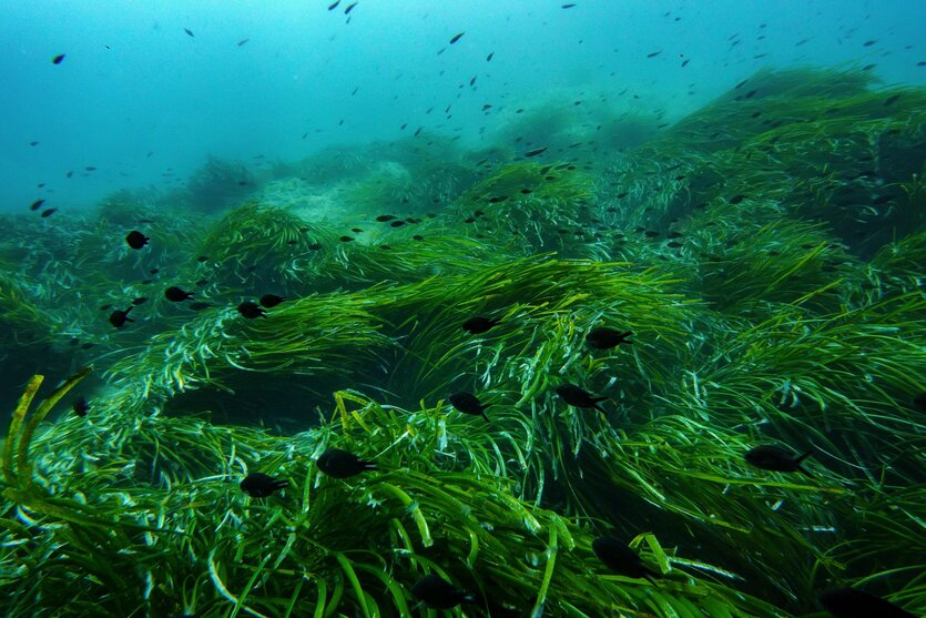 Fische schwimmen zwischen Algen im Meer des Nationalparks Port Cros in Südfrankreich.