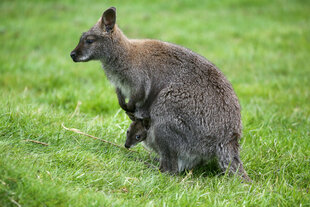 Ein kleines Wallaby-Baby schaut aus dem Beutel seiner Mutter