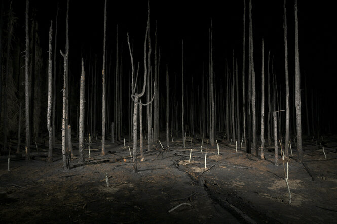 Verbrannte Waldlandschaft bei Nacht