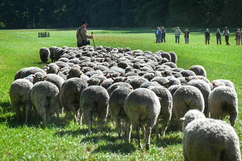 Ein Schäfer geht mit seiner Schafherde voran