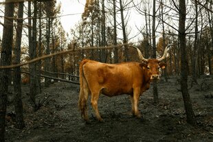 Eine Kuh steht auf verbranntem Weideland auf einer Hochgebirgsrinderfarm