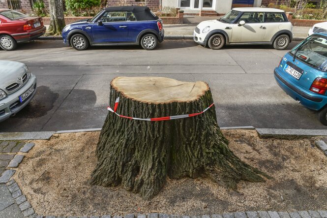 Baumstumpf in einer Straße vor Autos
