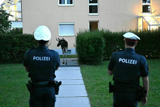 Zwei Menschen in Polizeiuniform von hinten. Sie stehen vor einer Wiese, auf der ein heller Weg zu einem hellrosa Haus führt. auf dem Weg, direkt vor dem Haus ein Elch:Ö Emil. Auch er ist von hinten zu sehen.