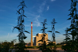 Blick auf das stillgelegte Kernkraftwerk Zwentendorf durch Brennneselpflanzen