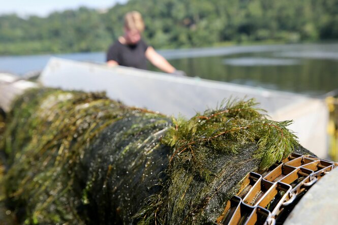 Detailaufnahme der Wasserpest auf einem Mähboot