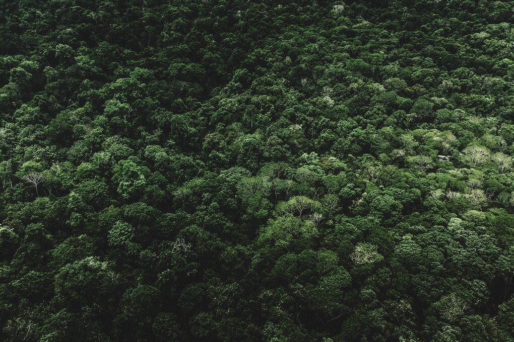 Der grüne, dichte Regenwald aus der Vogelperspektive