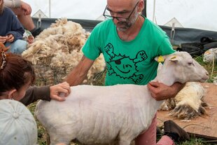 Menschen um ein geschorenes Schaf