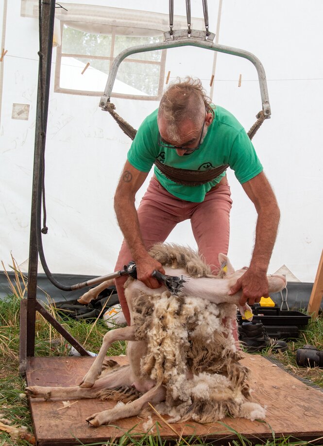 ein Schaf wird geschoren