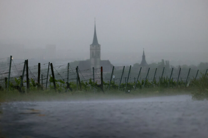 Weinberg im Regen.