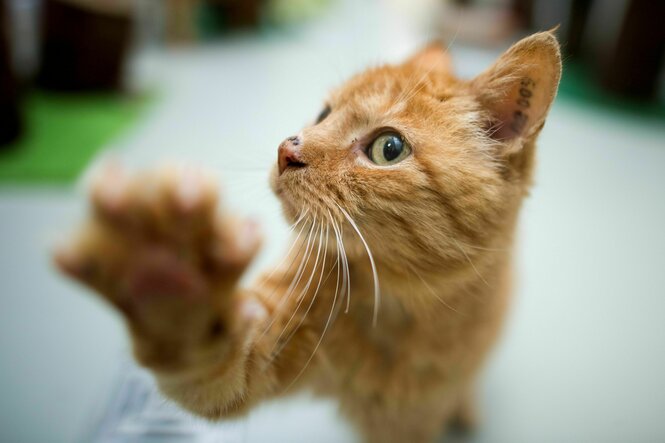 katze süße