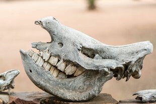 Dinosaurier Gebiß