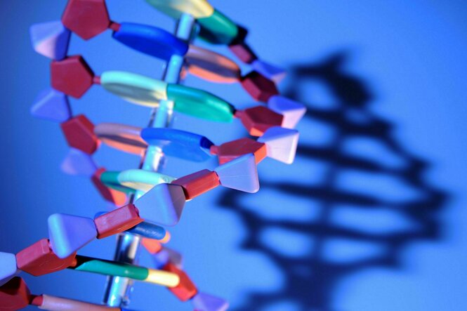 Ein Teil eines DNA-Modell aus Plastik, das seinen Schatten an eine blaue Wand wirft