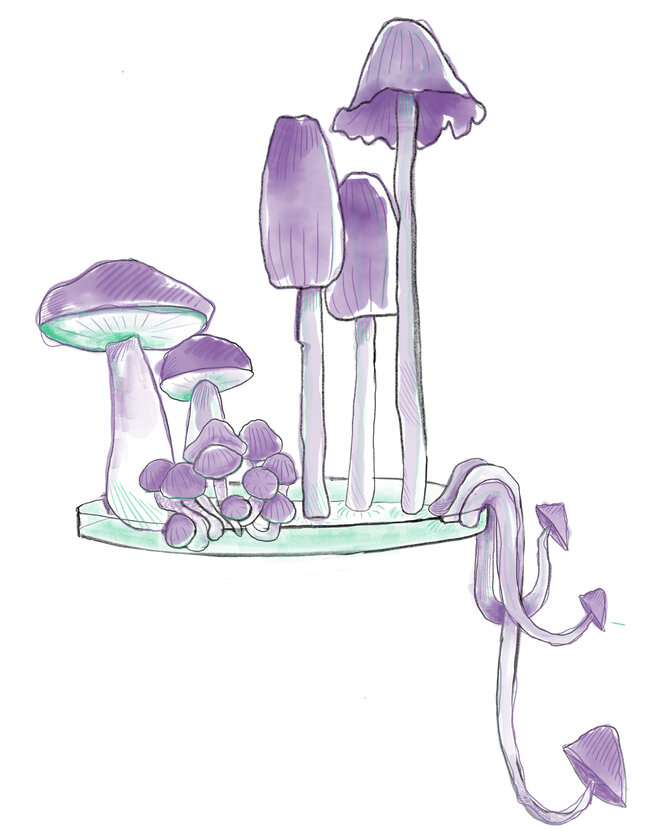 Illustration zeigt Pilze, die aus einer Petrischale wachsen