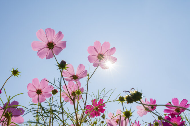 rosa Blumen wachsen Richtung Sonne