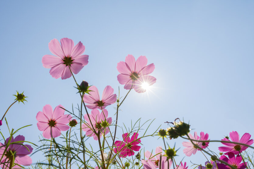 rosa Blumen wachsen Richtung Sonne