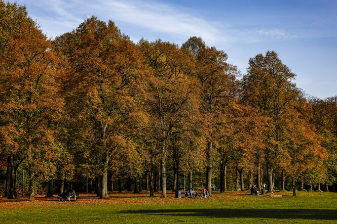Herbstlich belaubte Bäume im Hamburger Volkspark.