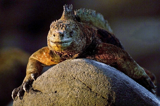 Eine Galapagos-Meerechse sitzt auf einem Stein
