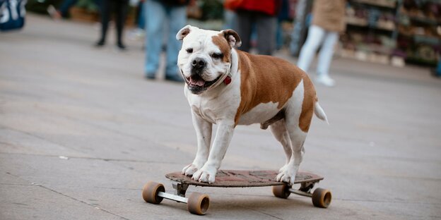 Hund auf Skateboard