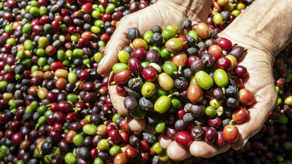 Jemqand hält frisch gepflückte Kaffebohnen in seinen Händen