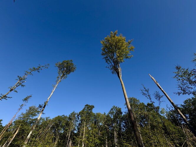 Einzelne Waldbäume auf einer Freifläche vor blauem Himmel